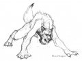 wonkywolf.jpg